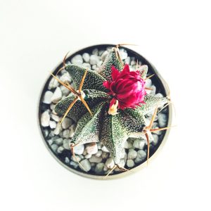Cactus Planter